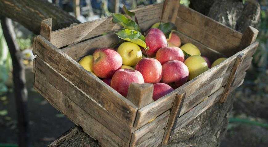 Как сохранить свежие яблоки на зиму в погребе | садоёж