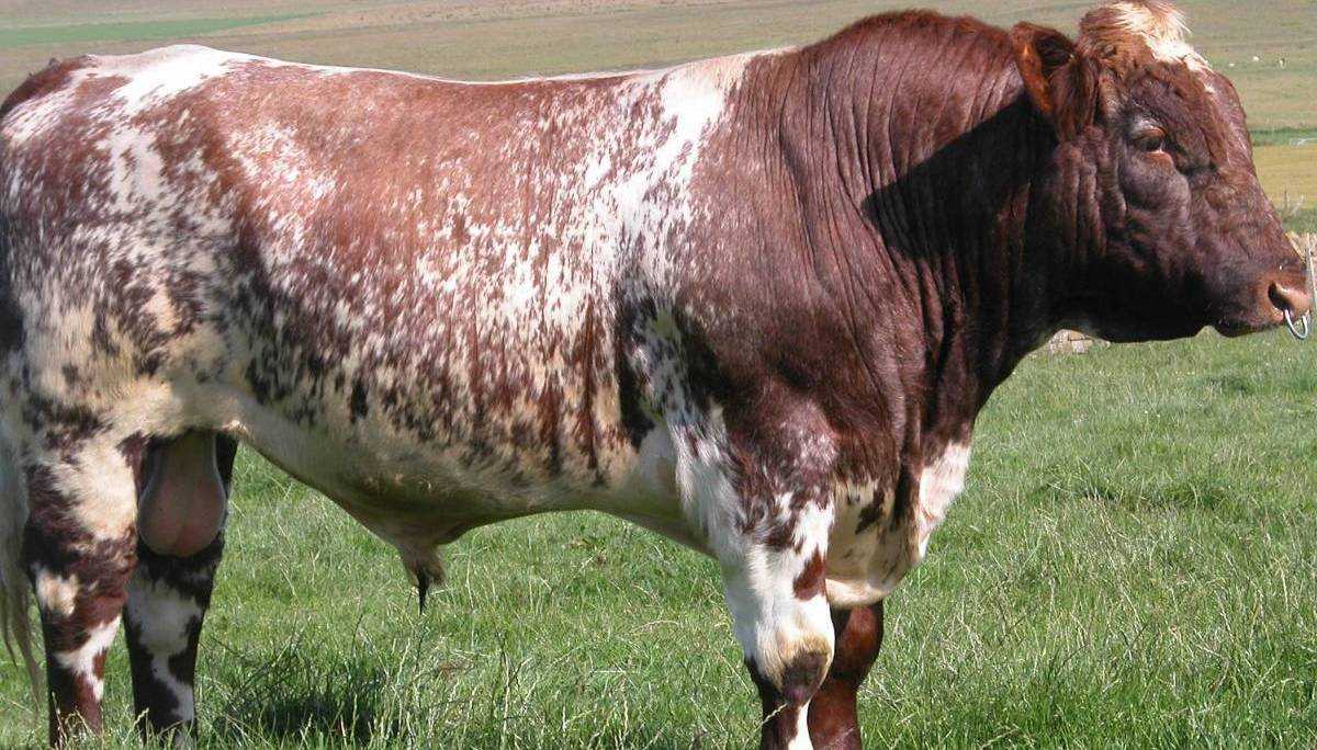 Крупный рогатый скот: описание, уход и заболевания