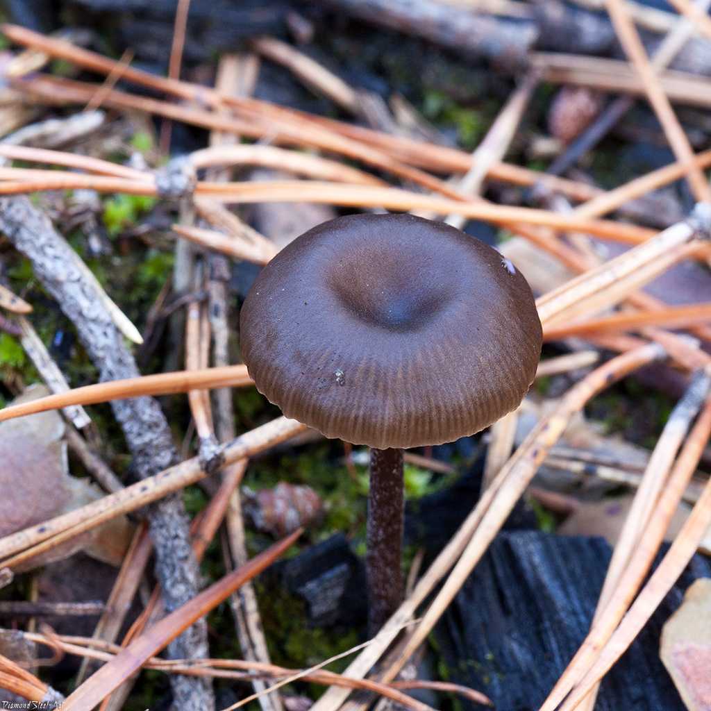 Аррения кубковидная (arrhenia epichysium) –  грибы сибири