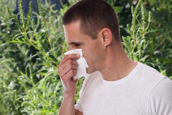 Когда цветет амброзия и что делать при аллергии на растение