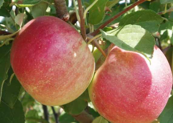 Вкусные яблоки сорта айдаред, фото
