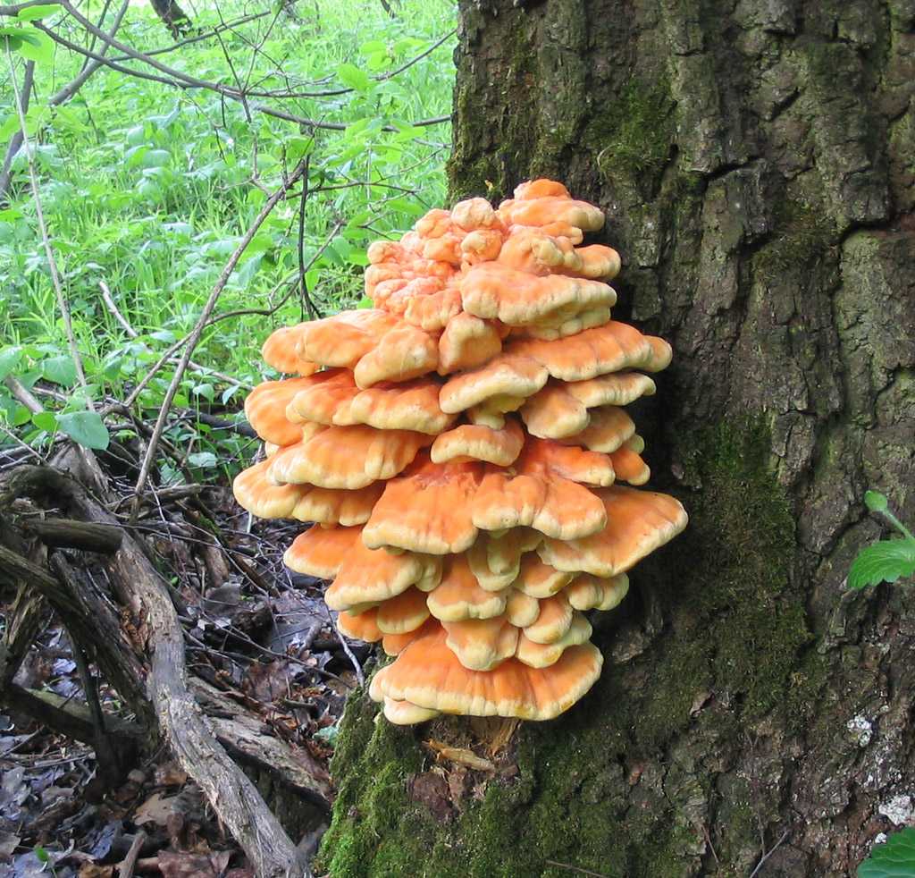 Видовой состав трутовиковых грибов окрестностей г. чернигова - научная библиотека