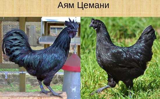 Аям цемани: описание петухов и куриц, причины черной пигментации мяса