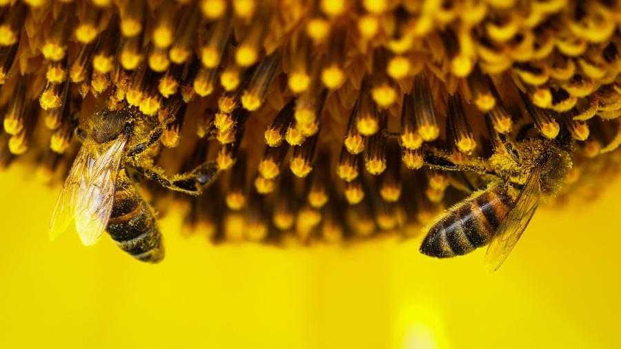 Как привлечь пчел в теплицу