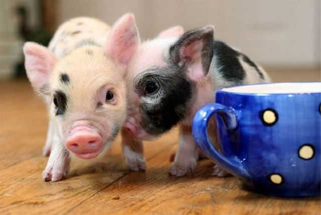 Болезни свиней: симптомы и лечение, фото, признаки