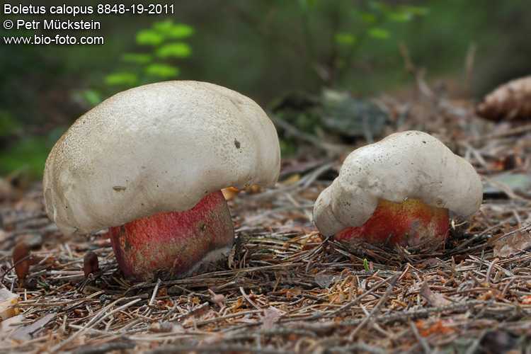Ложный белый гриб: фото и описание, похожие разновидности, как отличить от настоящего