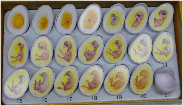 Инкубация индюшиных яиц