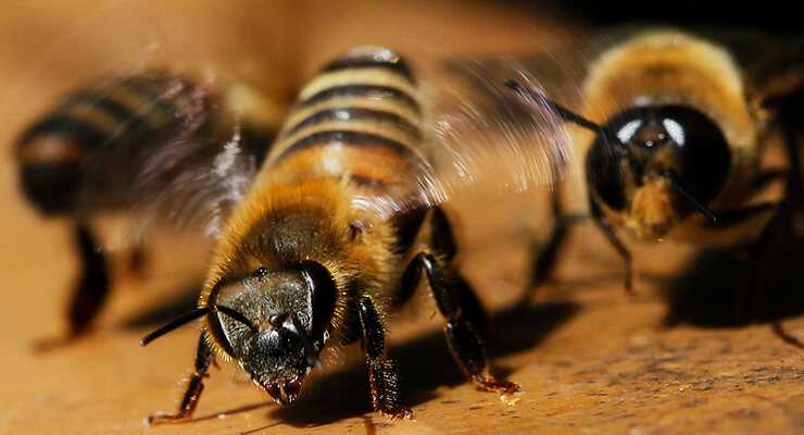 Африканизированная пчела-убийца