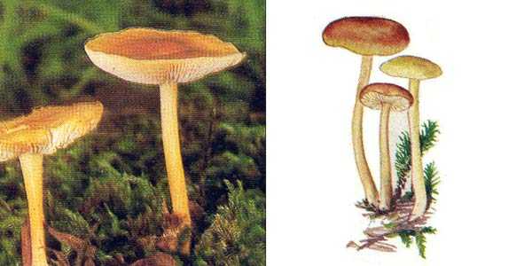 Ксеромфалина колокольчатая – описание гриба, окраска, размеры, места произрастания. Отличительные характеристики и сезон плодоношения.