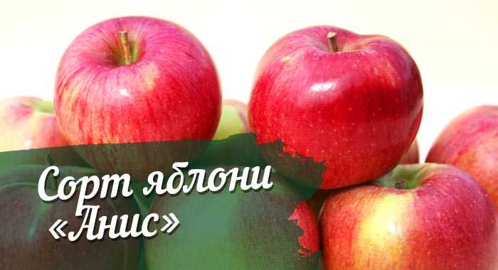 Описание сорта яблони анис пурпуровый: фото яблок, важные характеристики, урожайность с дерева