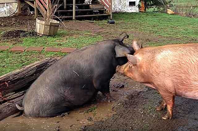Забой свиней: пошаговое описание процесса, доступные методики, правила разделки и хранения мяса