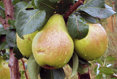 Как посадить грушу | пошаговая инструкция по посадке саженцев весной или осенью
