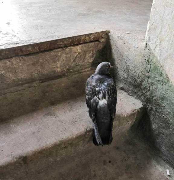 Как избавиться от голубей на балконе и чердаке