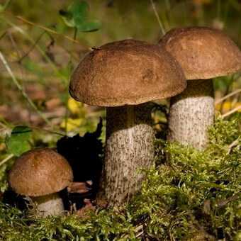 Что за гриб такой обабок? виды подосиновиков и подберезовиков +фото и видео