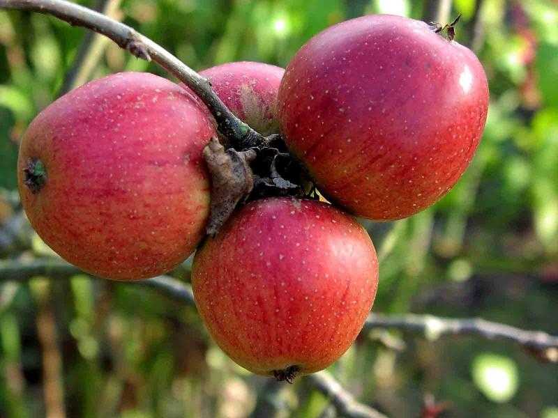 Яблоня орлик: описание и характеристика сорта, чем полезны, посадка и уход
