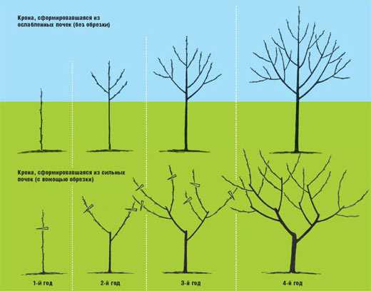 Обрезка черешни - методы повышения урожайности дерева, схемы и описание обрезки для начинающих