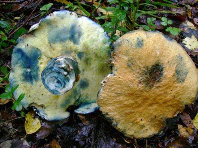 Синяк – редкий краснокнижный гриб