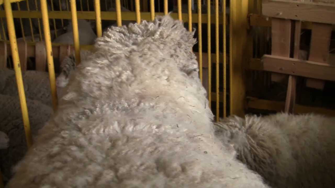 Куйбышевская порода овец: описание и характеристики