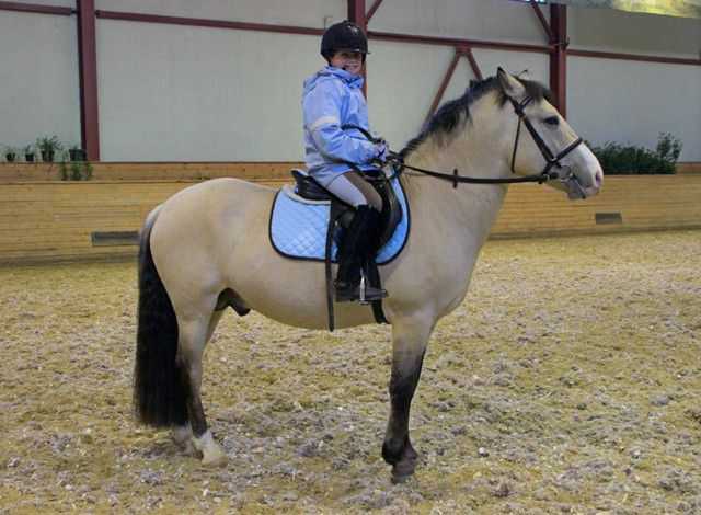 Арабская лошадь – особенности характера, плюсы и минусы породы, рекомендации по содержанию