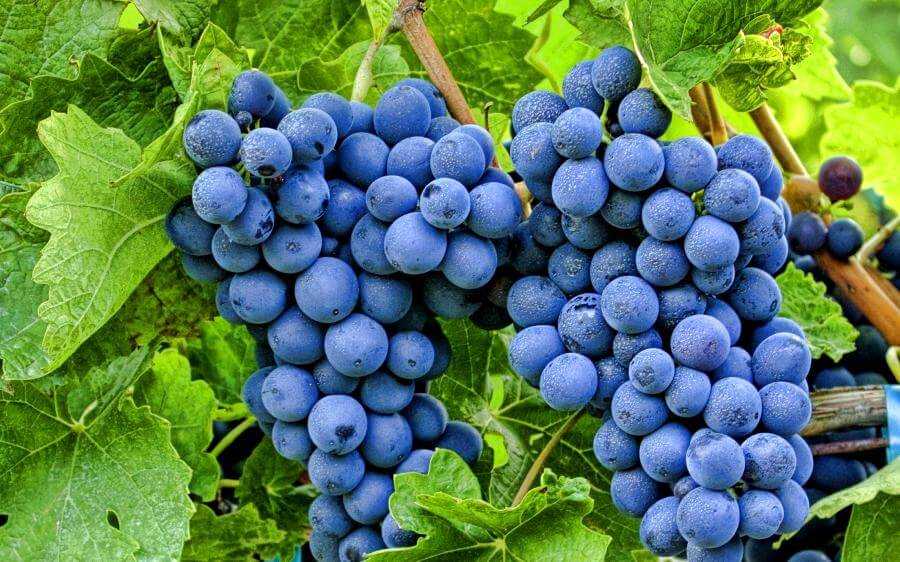 Фунгициды для винограда: системные, органические, комплексные