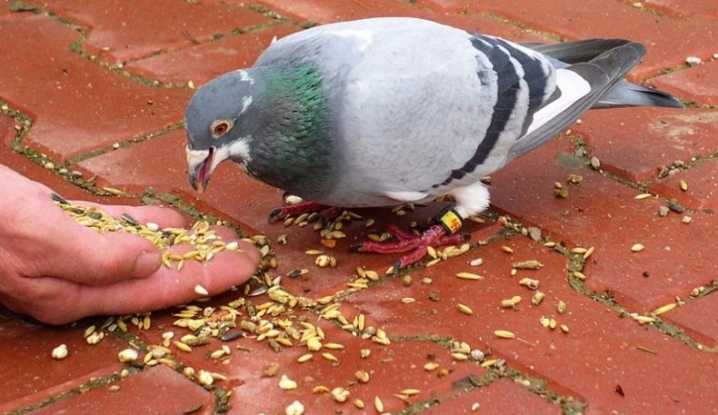 Чем лучше кормить голубей на улице зимой. питание голубей от а до я. выращивание в племенной период