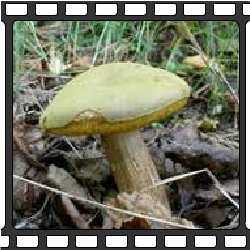 Подберезовик болотный (белый обабок): фото и описание гриба