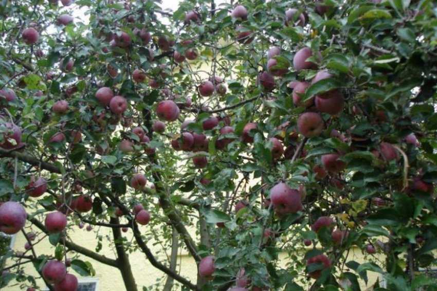 Яблоня флорина: особенности сорта и ухода