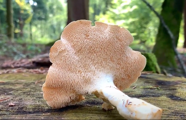 Куриный гриб – деликатесное оранжевое древесное чудо
