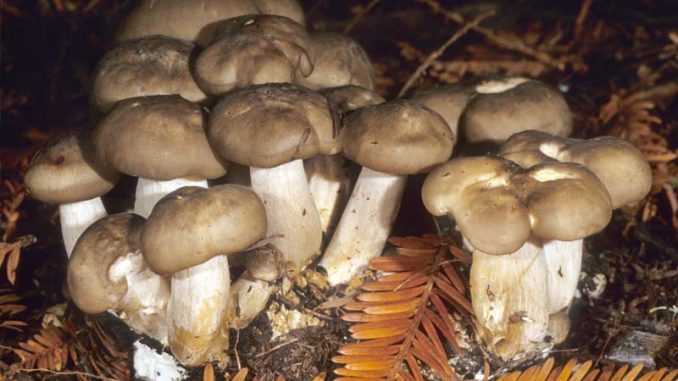 Лиофиллюм дымчато-серый (lyophyllum fumosum) –  грибы сибири