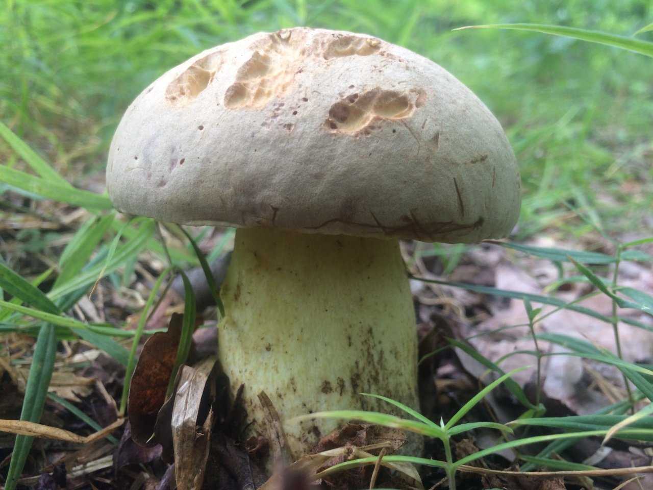 Бокальчик олла: фото и описание гриба, съедобность