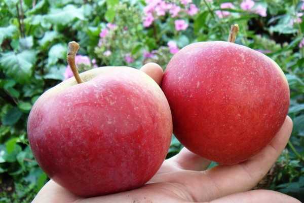 Сорт яблок краса свердловская описание, фото, отзывы