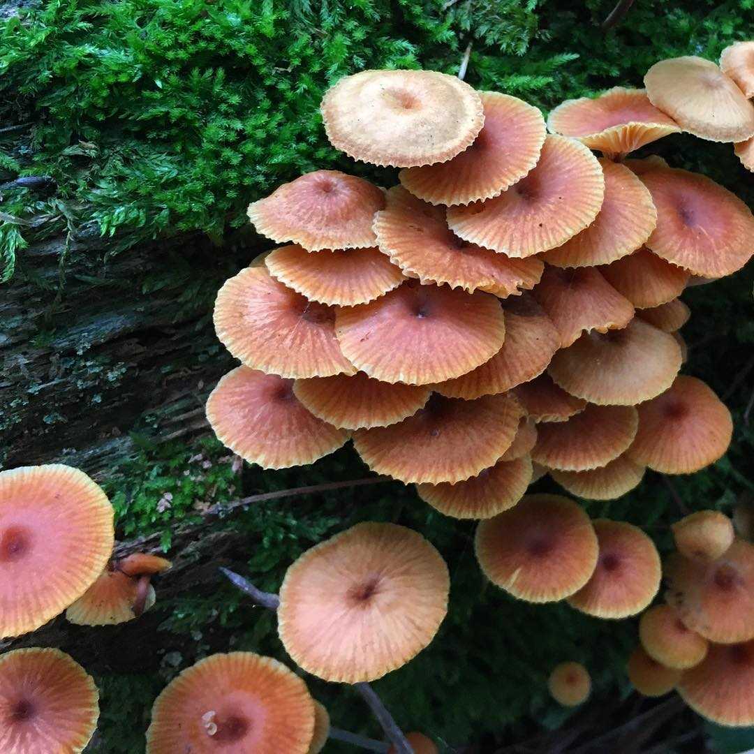 Ксеромфалина колокольчатая – мелкий многочисленный гриб