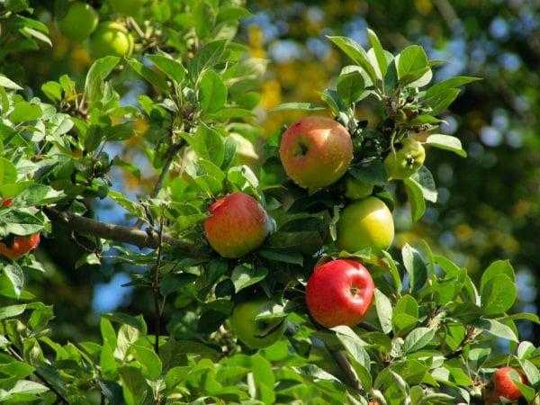 Уход за молодой яблоней: как ухаживать за саженцами в первый год посадки