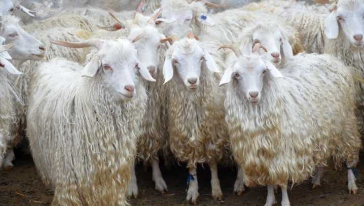 Пуховые козы: описание пород + фото, отзывы владельцев. Характеристики и особенности пород, советы по уходу.