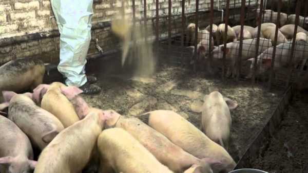 Советы по выбору подстилки для свиней