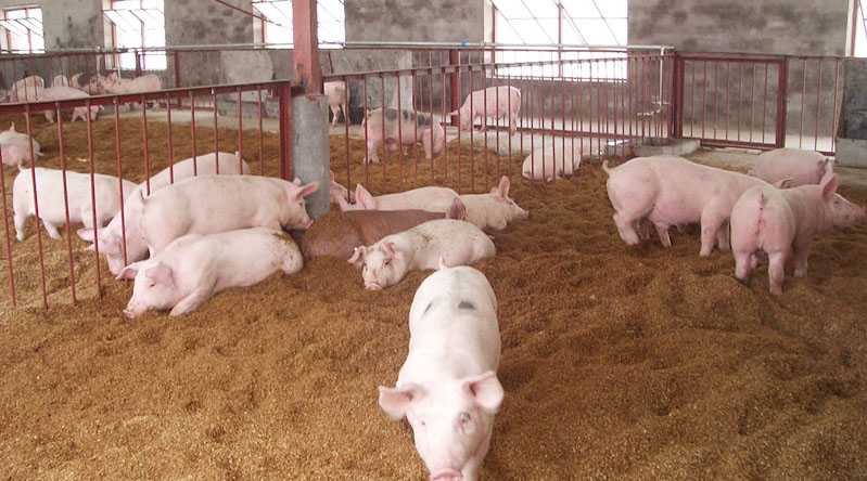 Использование глубокой подстилки с бактериями при содержании свиней – аграрий