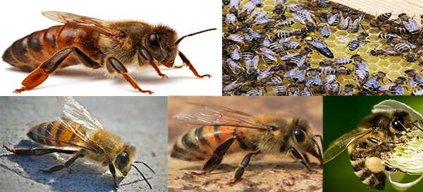 Характеристика породы пчел карника