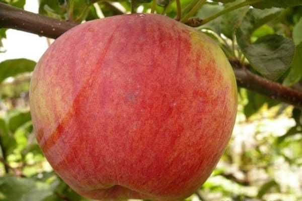 Яблоня бессемянка мичуринская: описание и характеристики сорта с фото
