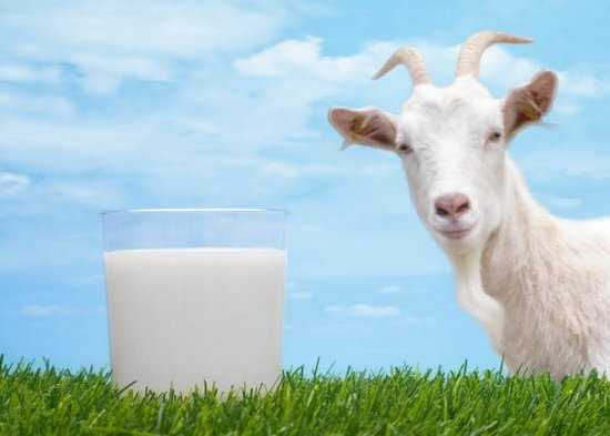 Для чего поросятам нужно сухое молоко и как его приготовить