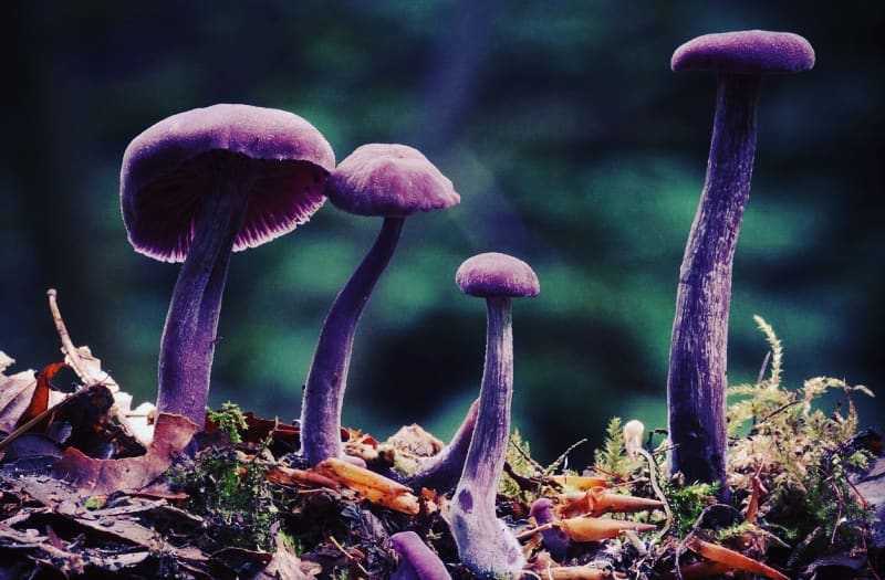 Гриб обабок: описание, распространенные виды, места и сроки сбора, особенности приготовления, похожие ядовитые грибы, симптомы отравления
