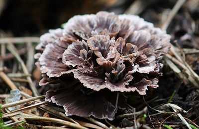 Телефора наземная (thelephora terrestris): как выглядят грибы, где и как растут, съедобны или нет