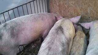Вес свиней: насколько значим, от чего зависит. Способы и формулы, как узнать вес свиньи. Таблицы для его подсчета по замерам животных. Средний вес свиньи на убой.