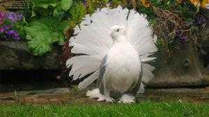 Виды голубей. описание, особенности, названия и фото видов голубей