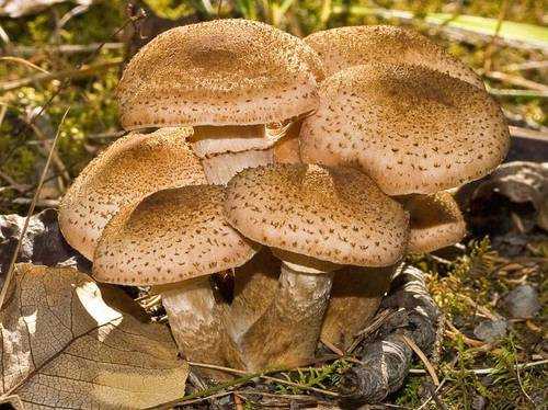 Удемансиелла слизистая (oudemansiella mucida): как выглядят грибы, где и как растут