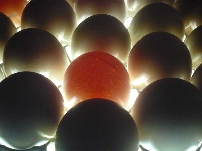 Все об инкубации перепелиных яиц
