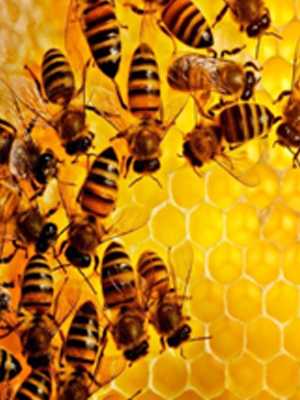 Пчеловодство как бизнес с чего начать как преуспеть выгодно или нет отзывы