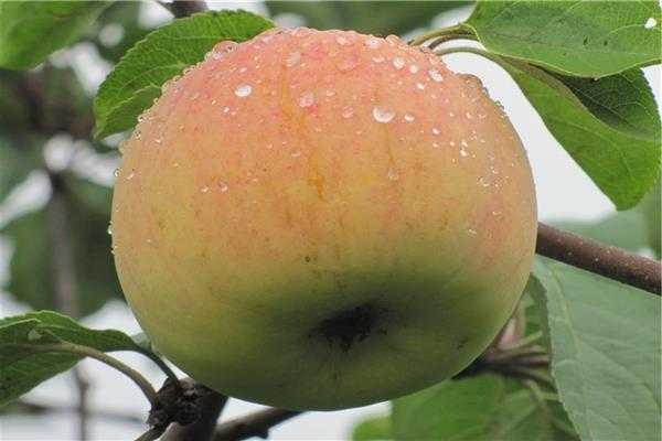 Яблоня надежное: особенности сорта и ухода