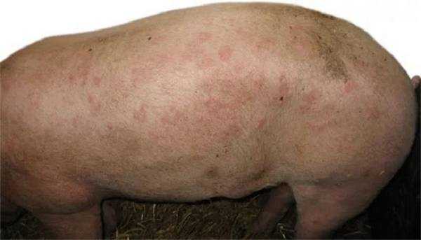 Болезнь ауески у свиней: симптомы и лечение