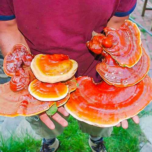Маслёнок болотный (suillus paluster) –  грибы сибири