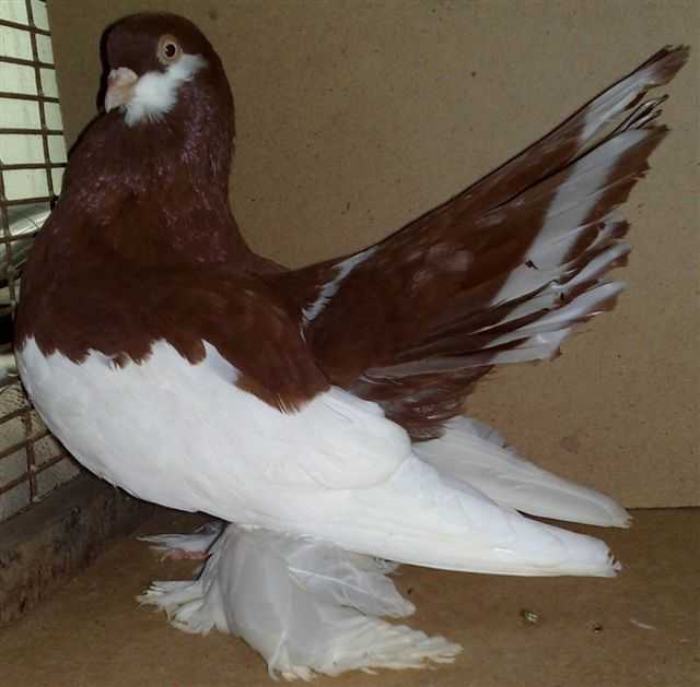Необычные голуби с кудрявым оперением: оно не мешает им летать